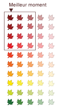 Leaf icons that show peak viewing range