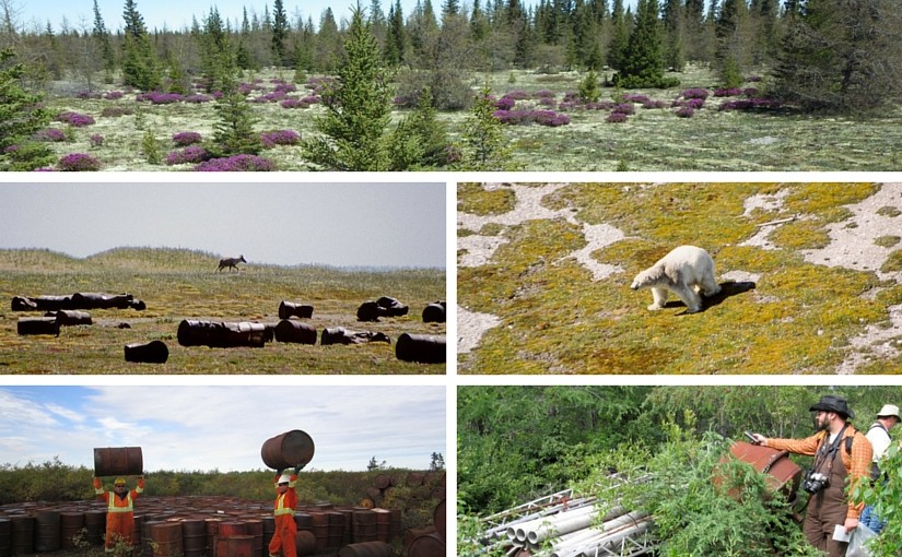 projet-de-restauration-du-milieu-naturel-de-polar-bear