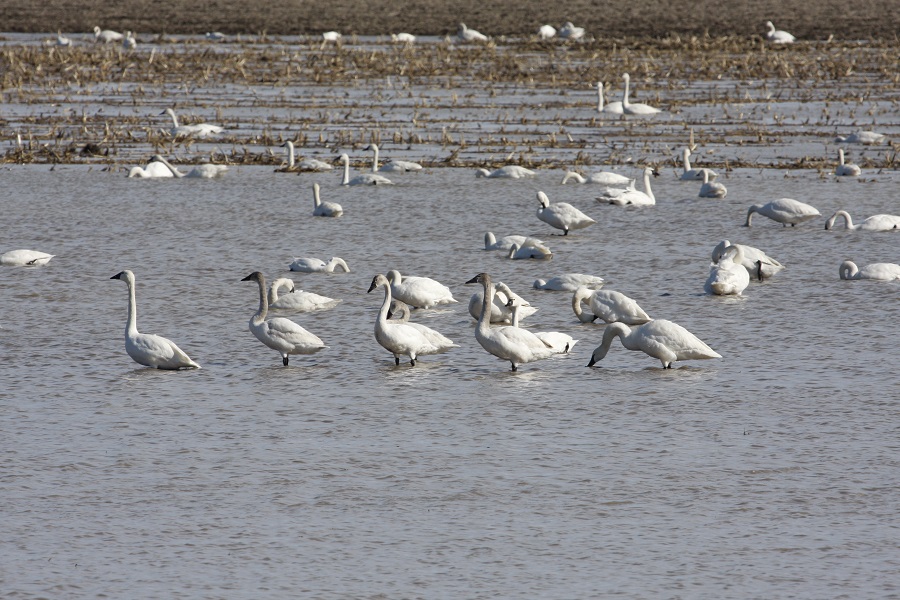 Tundra Swan flocks resting on the Thedford Bog.