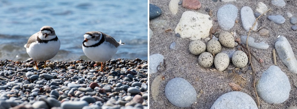 collage of plovers and eggs