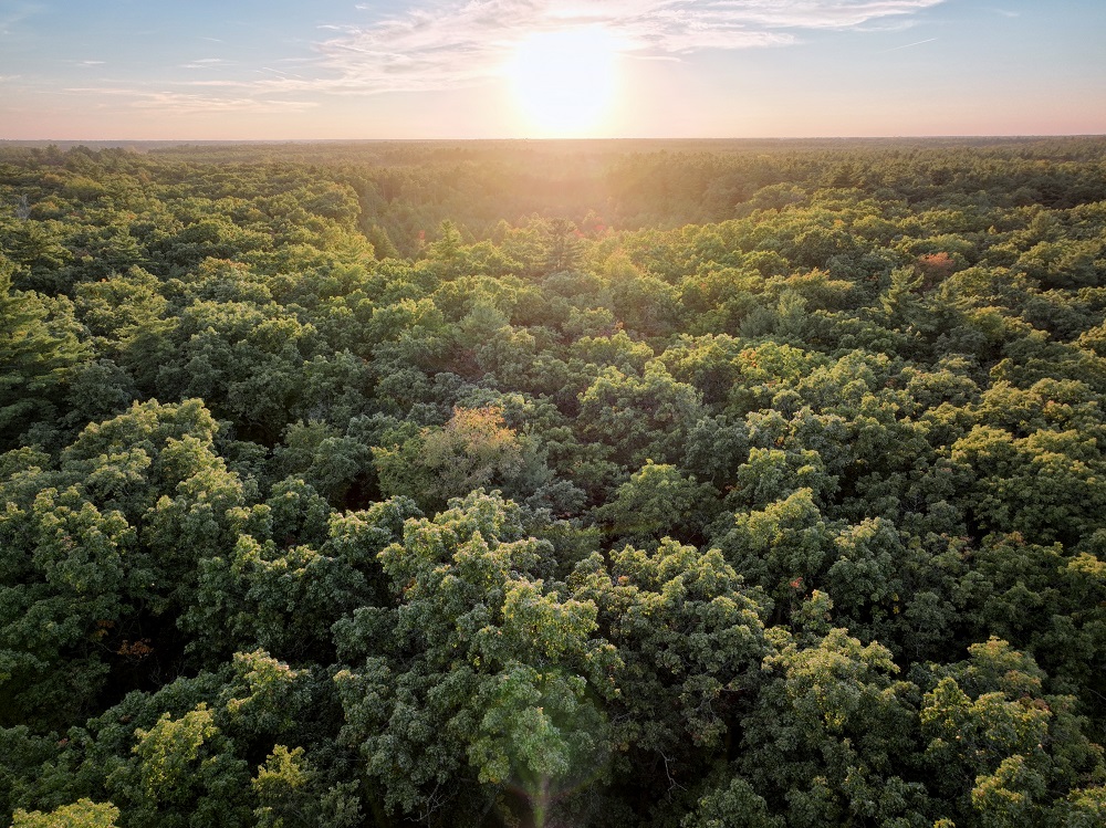 Aerial drone image of forest canopy, 