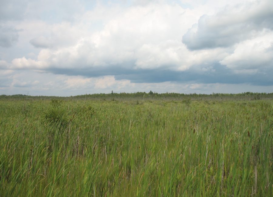view of wetland from roadside