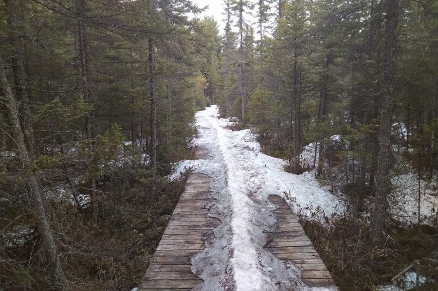 Snow and ice covered trail in Algonquin during the spring.