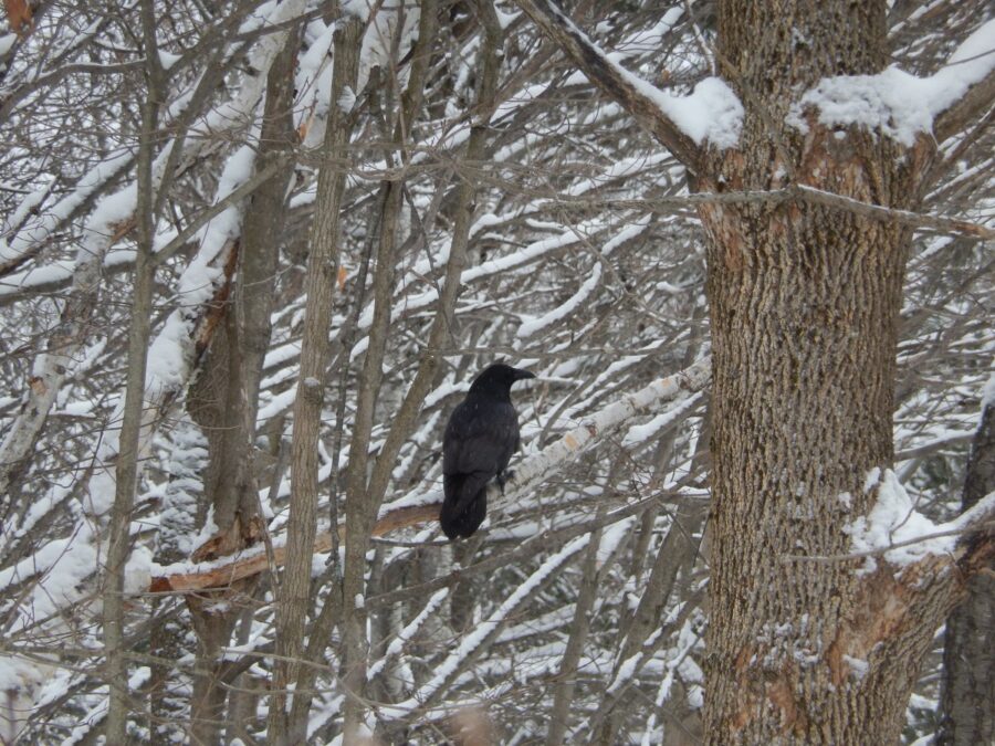 raven sitting on snowy branch