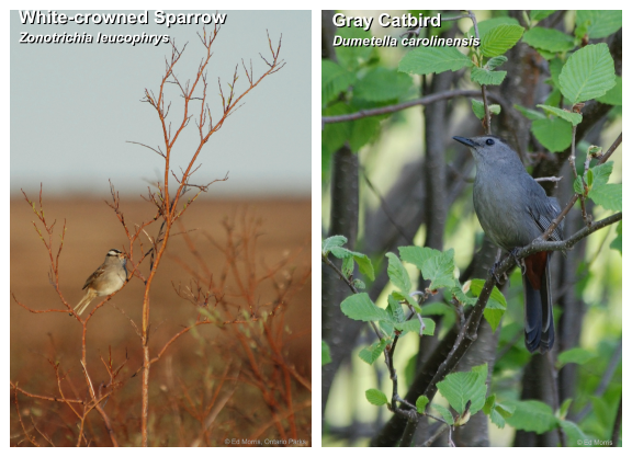 White-crowned sparrow and gray catbird.