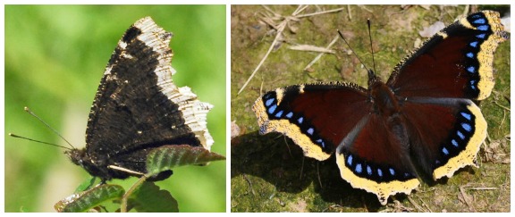 Butterflies collage