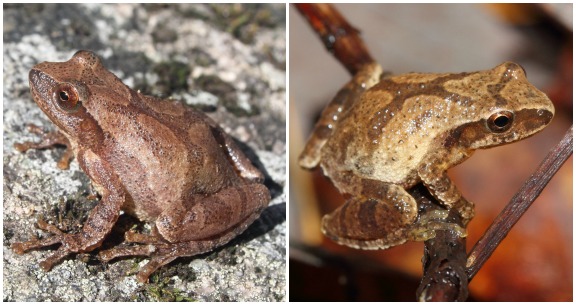 Spring peepers collage