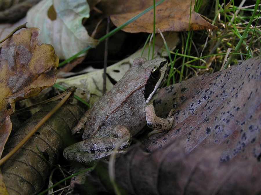 Wood Frog in leaves.