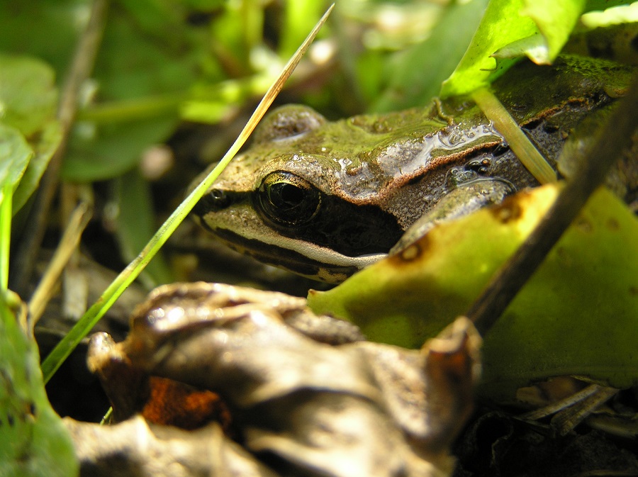 Wood Frog in the grass.
