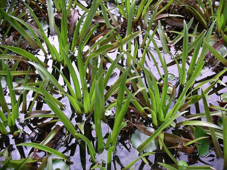 Close up of some Water Soldier: Green stiff grass like plant coming out of the water