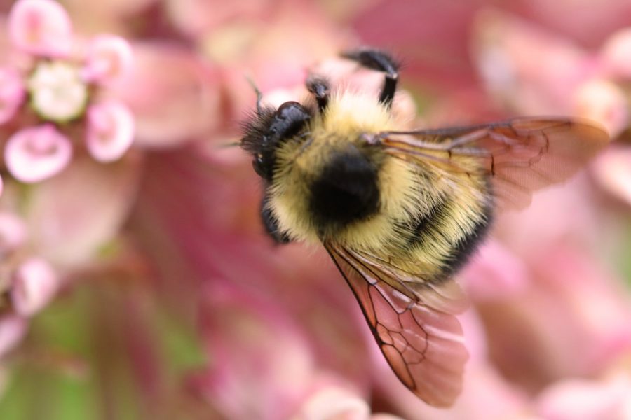 Vue de près d’une abeille qui pollinise une fleur asclépiade.