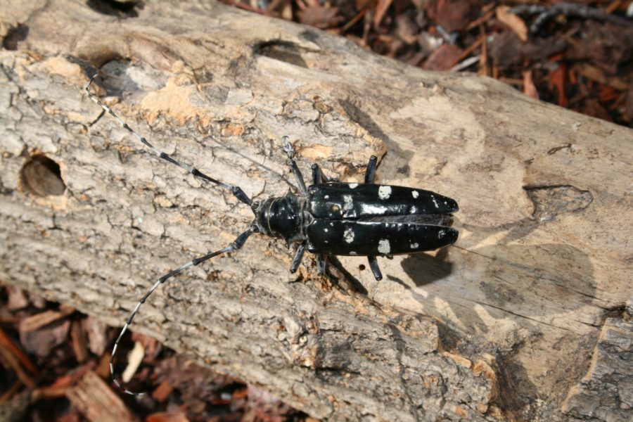 Small, black beetle with white spots, antennae, on a piece of wood