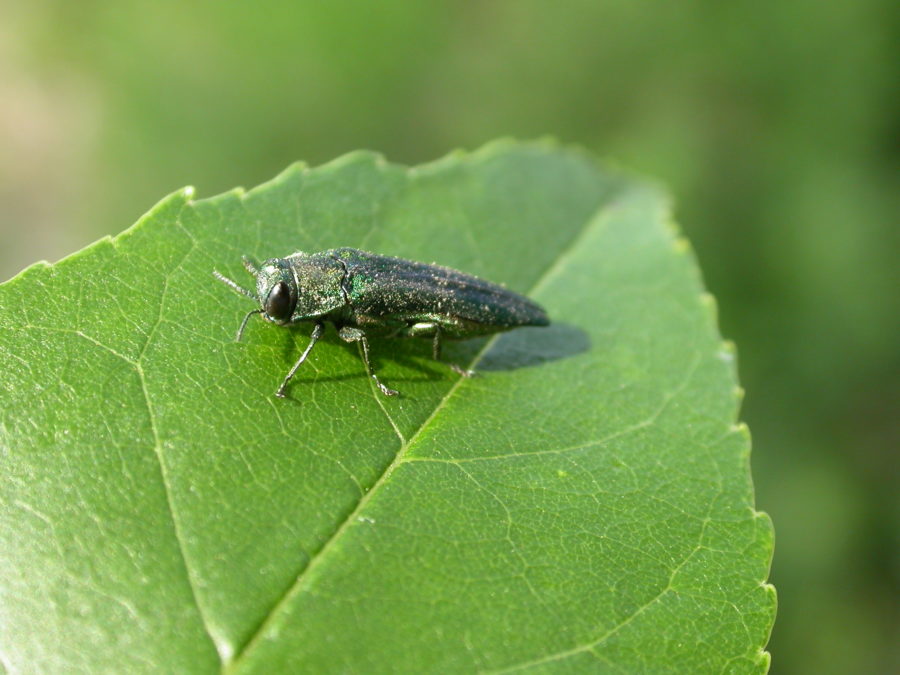 Petit insecte semblable à une mouche, assis sur une feuille verte