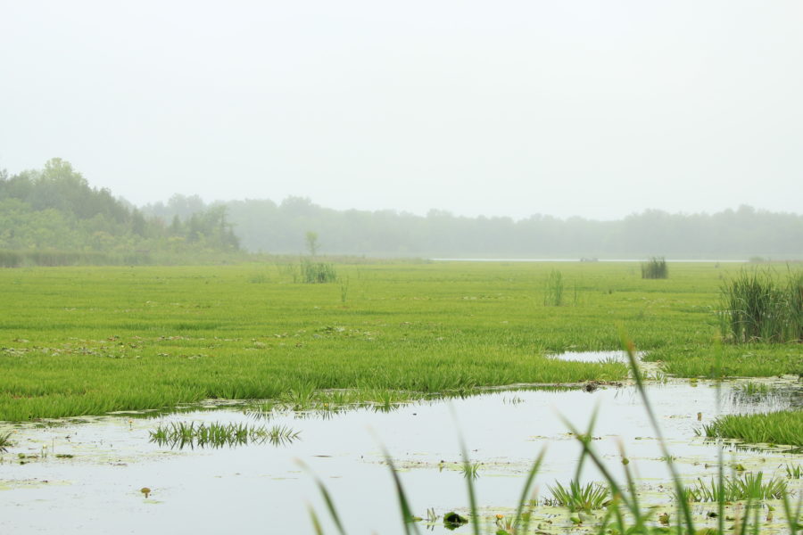 Swamp on a grey day, covered with green mat of Water Soldier