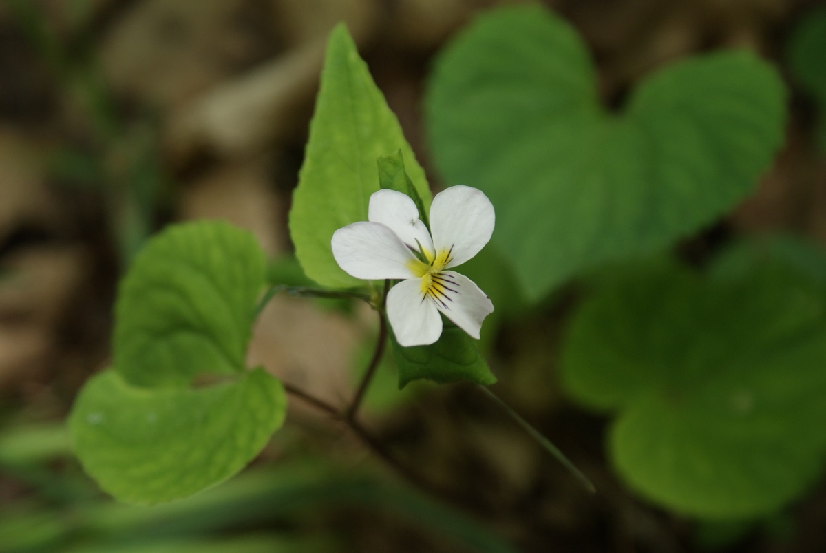 Une fleur blanche avec des feuilles vertes 