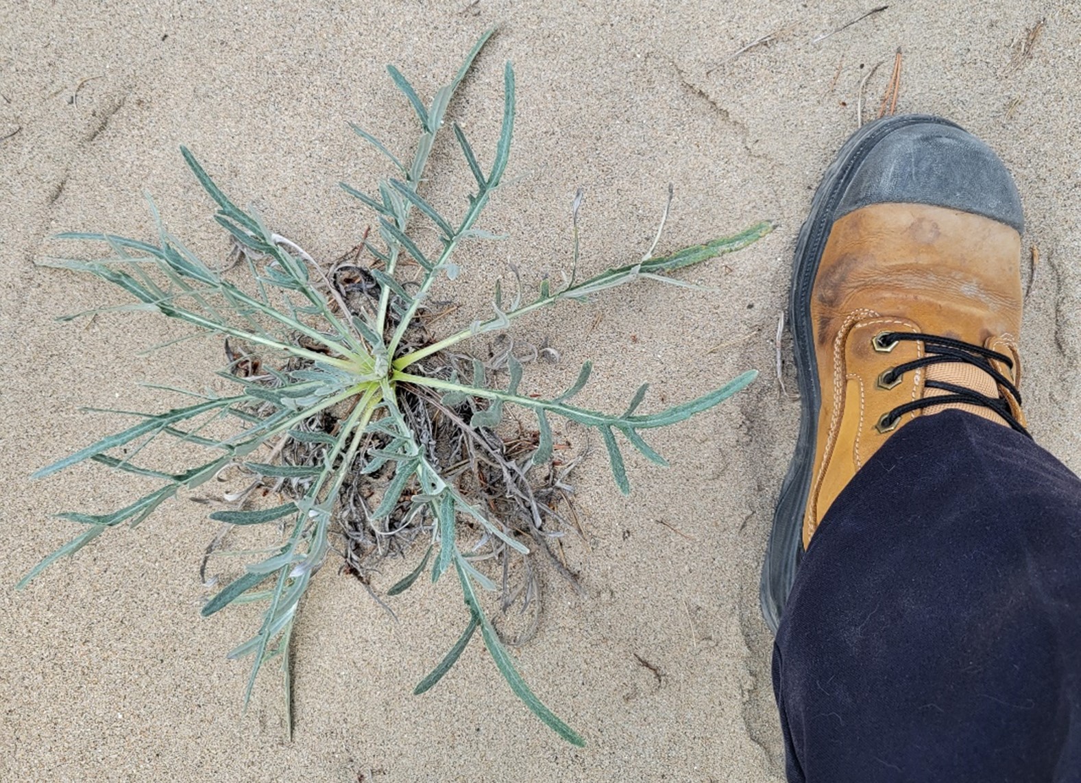Pitcher's Thistle next to boot