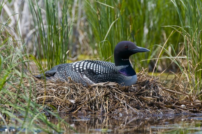 loon in nest