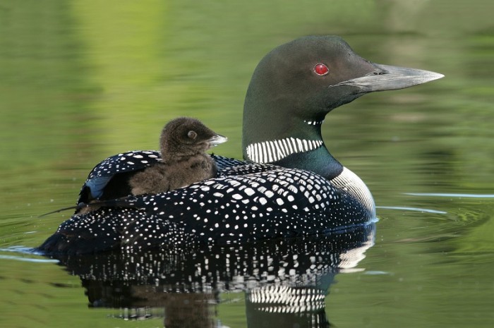 swimming loon with chick