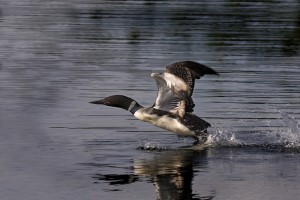 Loon taking flight