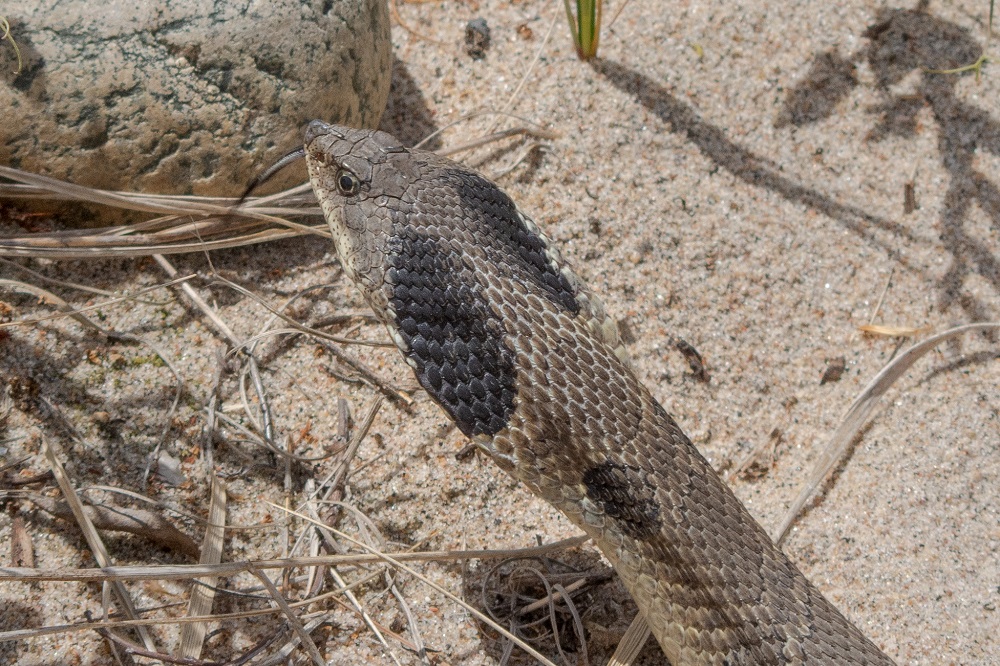 snake head with two large black blotches