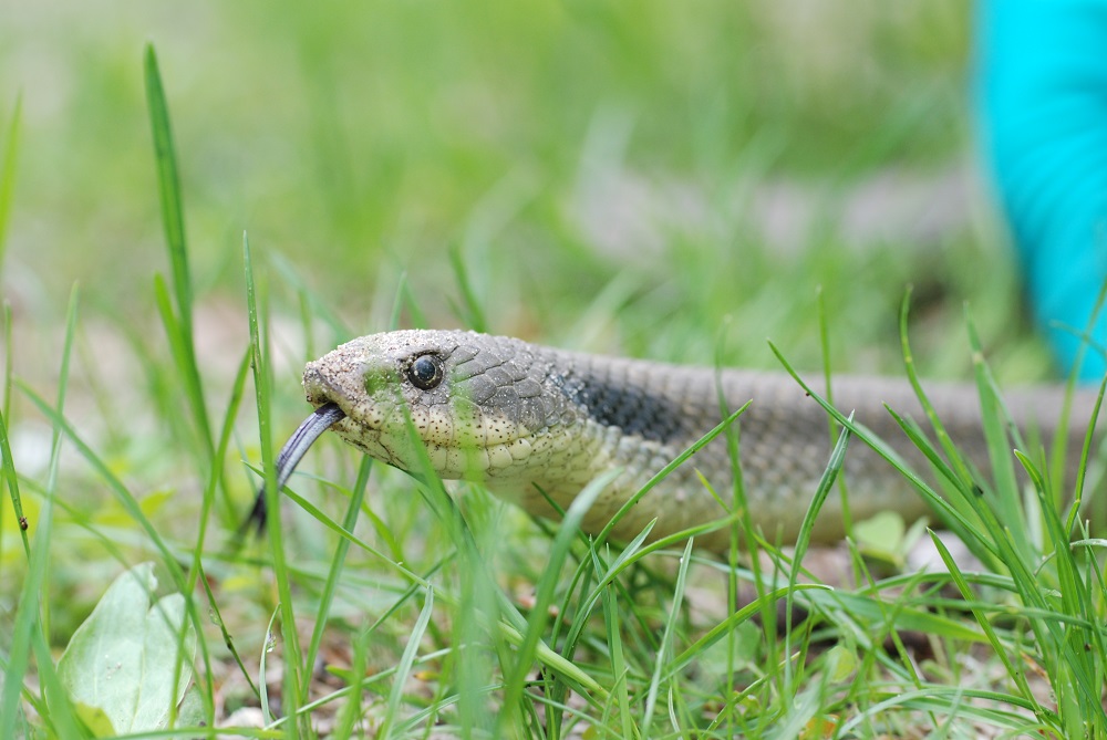 Adult Eastern Hog-nosed Snake