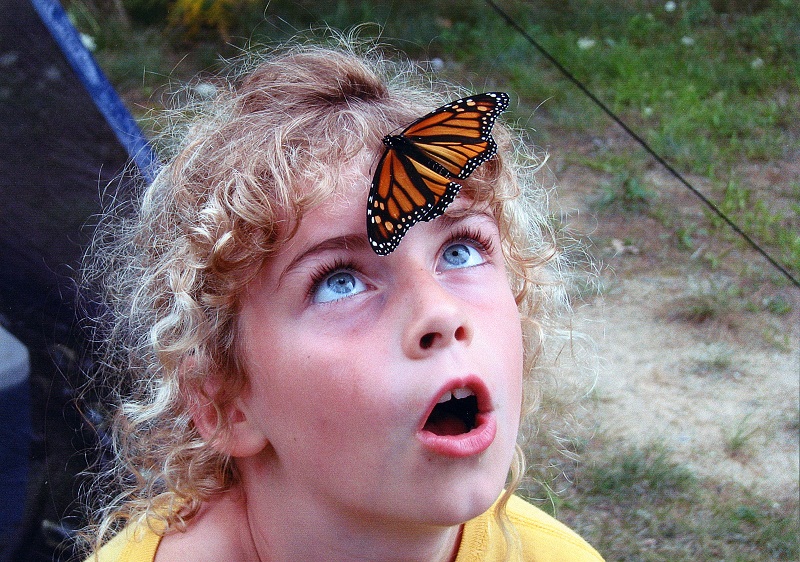 Monarch butterfly on little girl