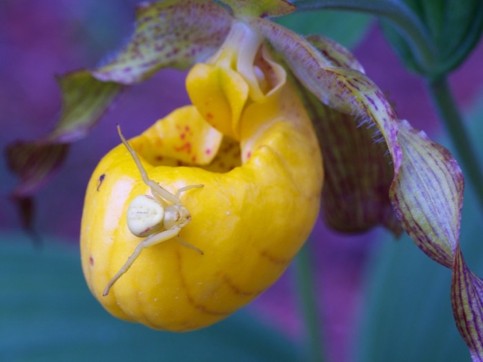 Goldenrod Crab Spider on Yellow Lady Slipper (John Reaume)
