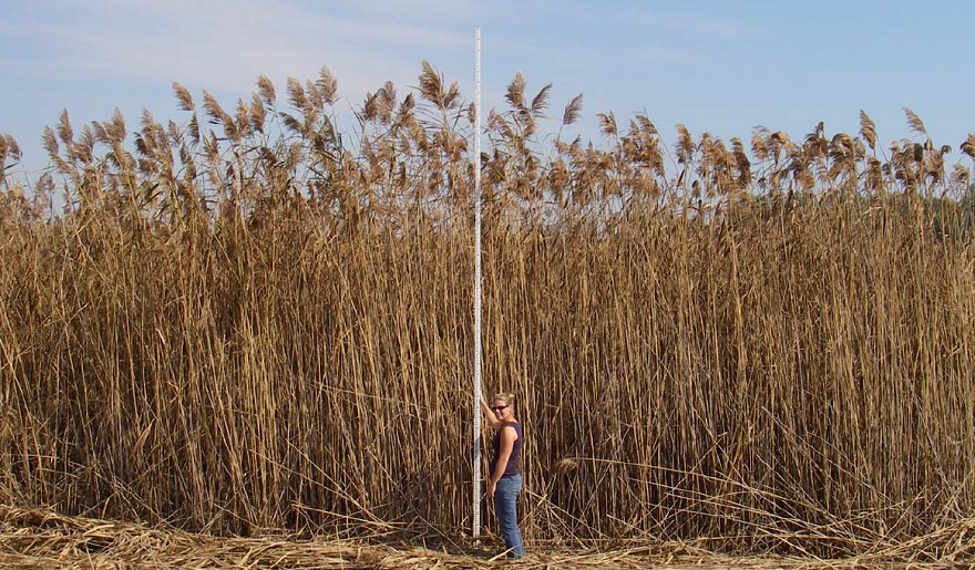 Phragmites growing approximately 10 feet over the head of an adult woman