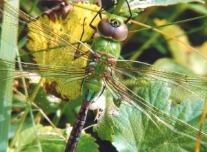 green darter dragonfly