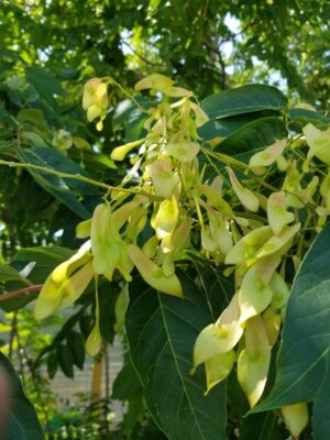 feuilles jaunes « clés » sur un arbre