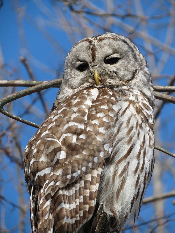 Barred Owl Photo credit: Mark D. Read