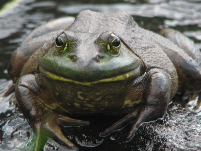 How do frogs & toads spend the winter?