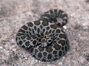 Eastern Massasauga rattlesnake