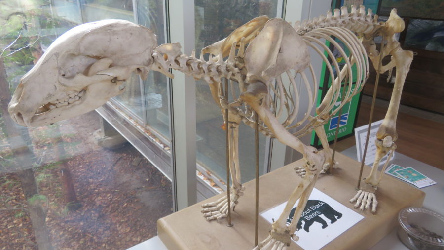 bear skeleton under museum glass