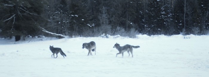 3 wolves in snow