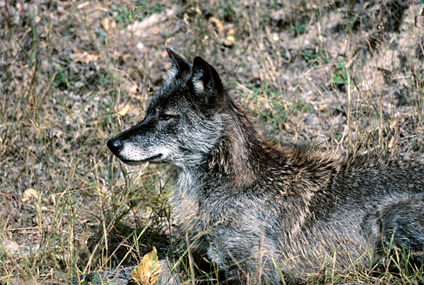 Wolf by den
