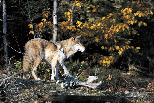 Wolf in autumn