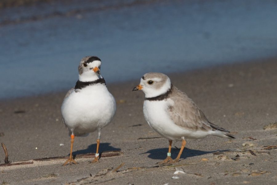 MacGregor Point - Piping Plovers