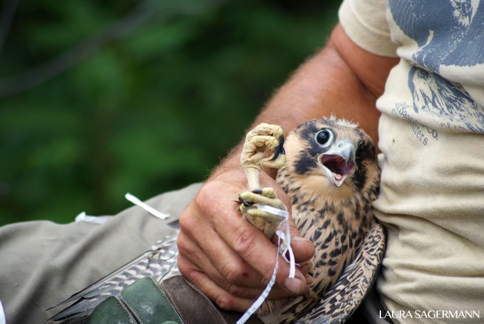  Peregrine falcon rescue