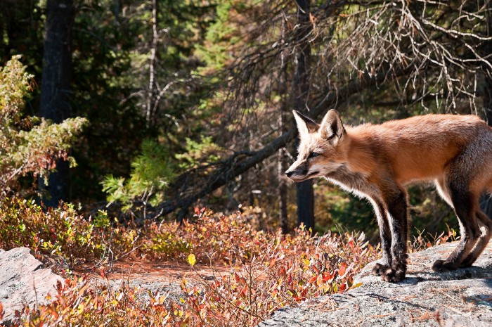 Red fox on rock