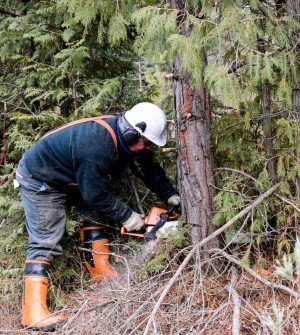 cutting pine with chainsaw