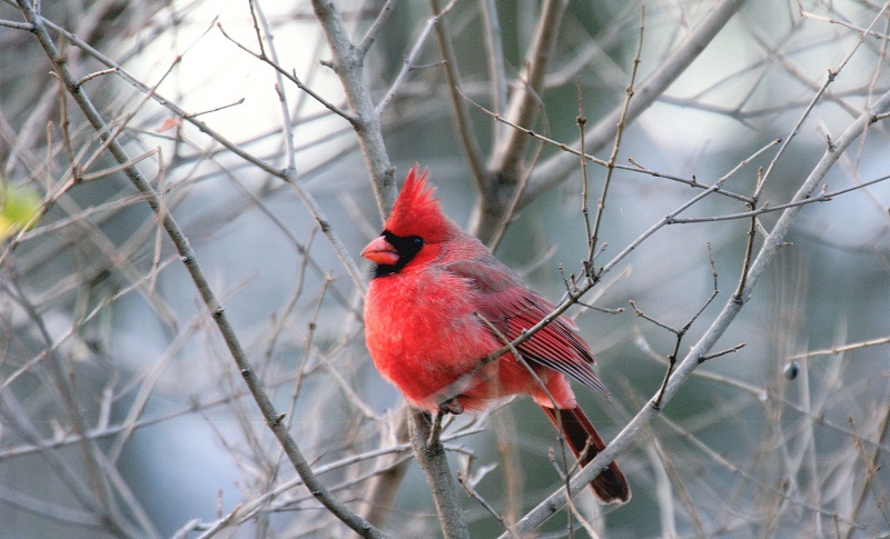 Un cardinal dans le paysage hivernal