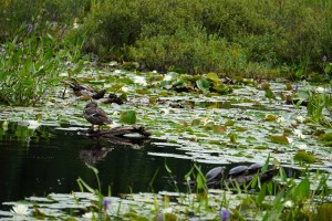 ducks & turtles