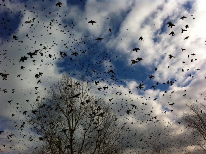 flock of birds above a tree