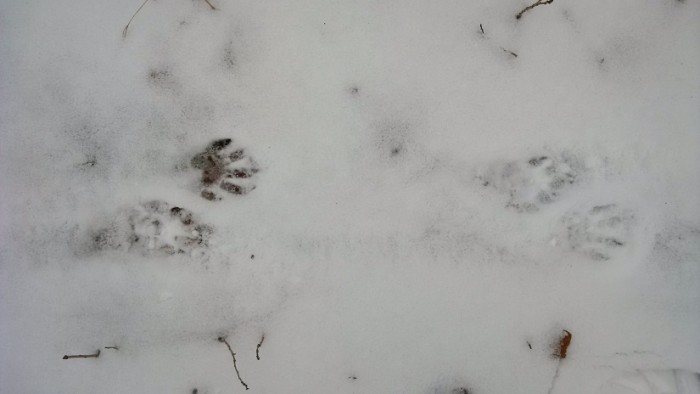Empreintes d'animaux dans la neige