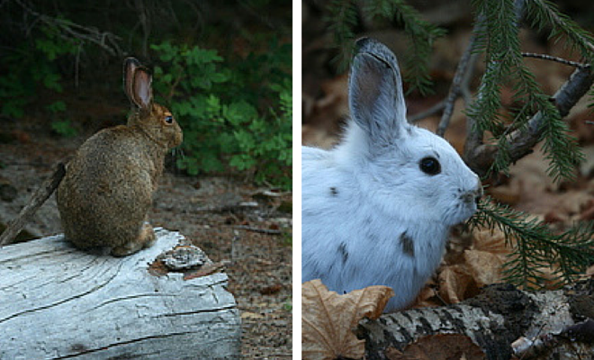 Snowshoe hare in summer and winter