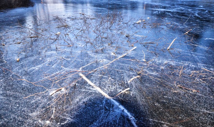 twigs in ice