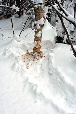 Beaver chew in winter_birch