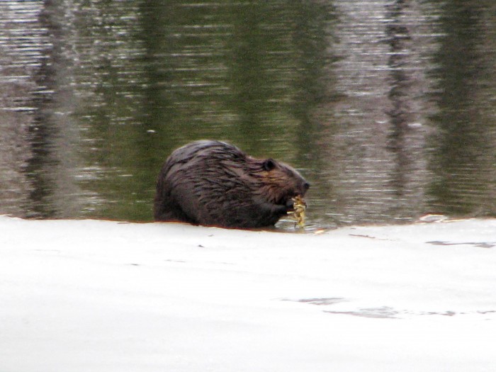 beaver in snow