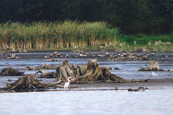 birds on the marsh